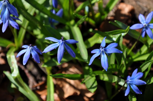 Scilla   020.jpg